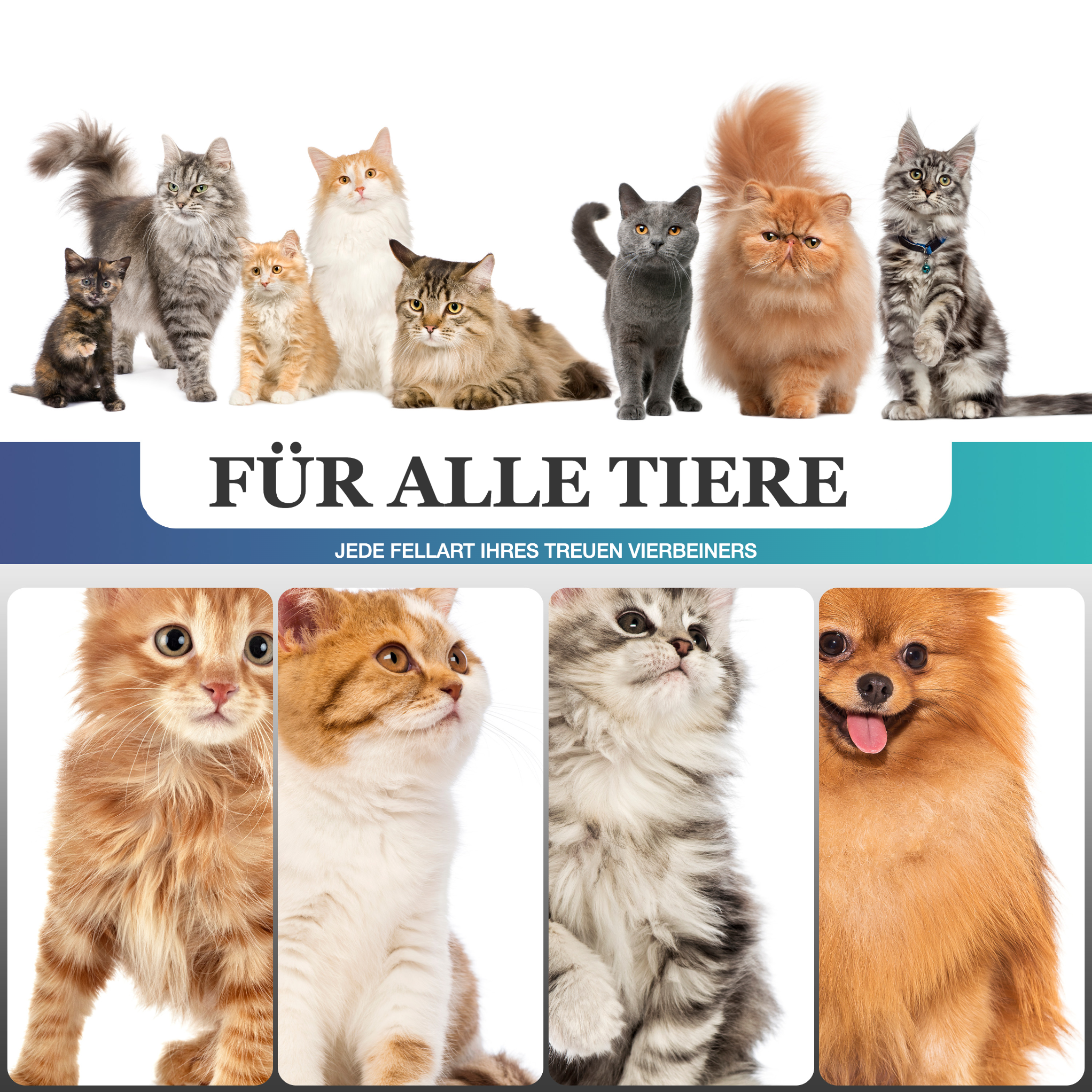 TJILLA Grooming für Katzen, Hunde und andere Haustiere – professionelle Fellpflege für alle Tiere